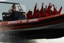 Sewell's Marina Sea Safari